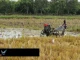 Риск ради урожая: фермеры Эквадора сажают рис вопреки угрозе Эль-Ниньо