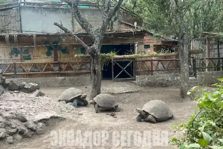 Тропиками Амазонии и тропами Анд: юные соотечественники в Эквадоре завершили учебный год