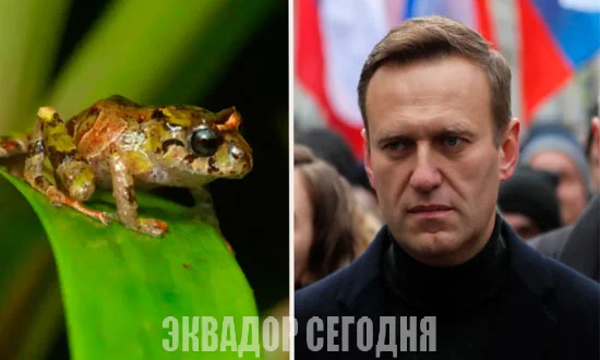 15-2pol image 15-2pol Яд эквадорской лягушки был использован для убийства российского оппозиционера, утверждается в расследовании пяти европейских стран