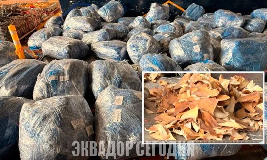 2-4oth image 2-4oth В аэропорту Гуаякиля обнаружено более 21 000 акульих плавников