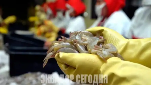 Крупнейший производитель креветок в Эквадоре делает еще один шаг к расширению