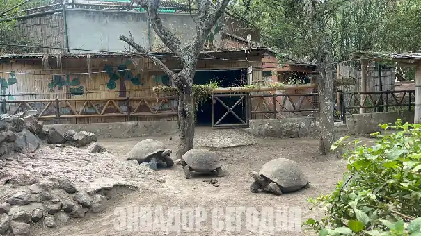 Тропиками Амазонии и тропами Анд: юные соотечественники в Эквадоре завершили учебный год
