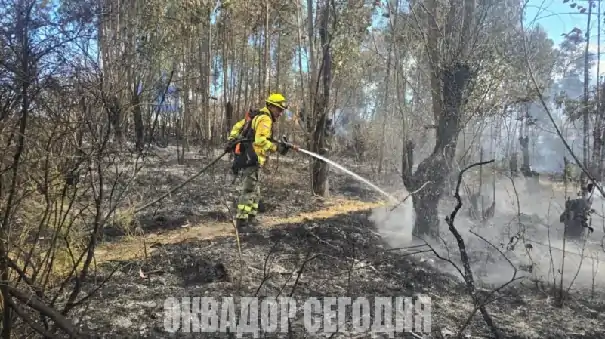 Лесные пожары в Кито усиливаются: их уже зарегистрировано больше, чем в 2025 году