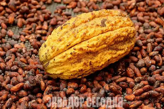 Цены на какао из Эквадора упали более чем на 50% на мировом рынке