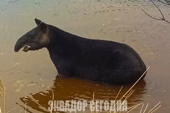 Эквадор вошел в число мировых лидеров по разнообразию млекопитающих