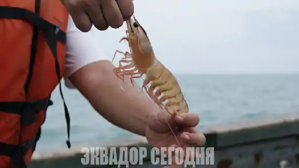 27-8spol Эквадор может ввести пошлины на автомобили из Бразилии из-за креветок