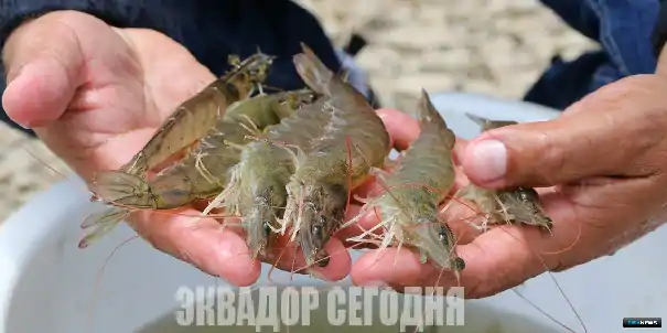 Шесть эквадорских экспортеров креветок остаются под санкциями Китая