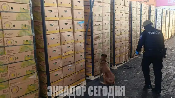 9-8jud image Полиция обнаружила наркотики в 1080 коробках с бананами, которые намеревались доставить из Эквадора в Испанию