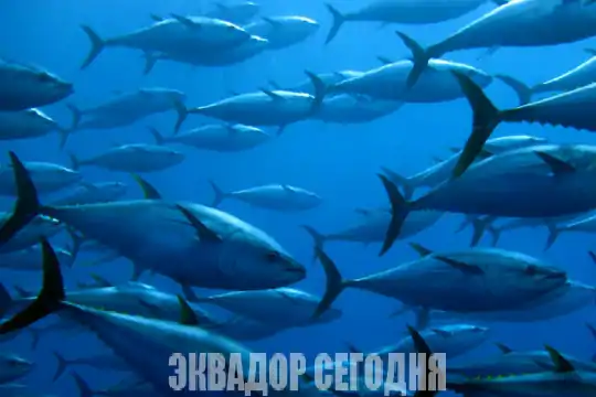 Эквадор обсуждает судьбу тунца в Тихом океане