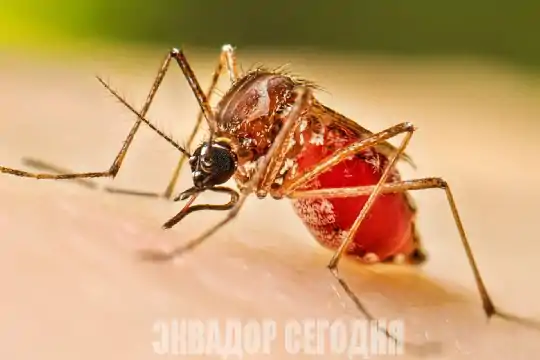 14-9oth1-1 image В Эквадоре зарегистрировали 32 576 случаев денге и 35 смертей в 2026 году