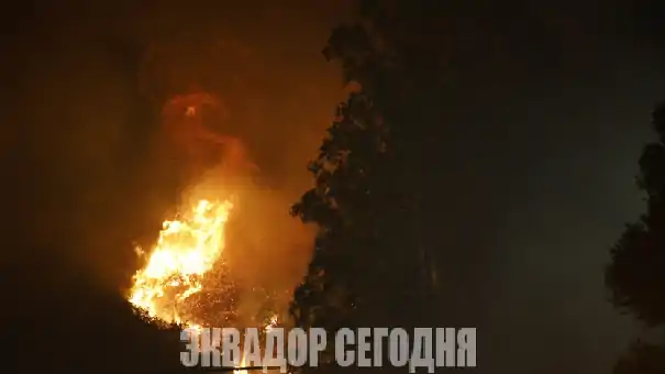 Задержаны четверо подозреваемых в поджогах лесов в Кито
