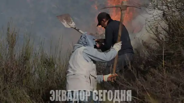 Жители Кито помогают тушить лесной пожар на холме Каситагуа