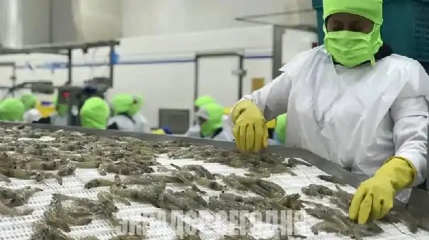 The Economist: креветка из Эквадора стоит вдвое дешевле китайской