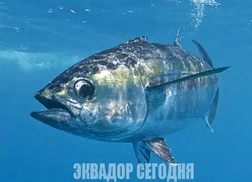 Эль-Ниньо ударил по тунцу: дефицит улова в Эквадоре 90 000 тонн