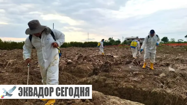 31-10neg Угроза бананам в Эквадоре: риск распространения смертельного грибка на плантациях