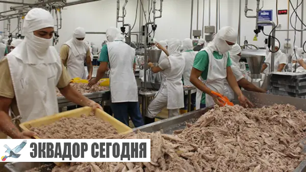 Падение вылова тунца в Эквадоре достигло 42%