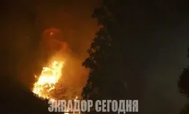 Задержаны четверо подозреваемых в поджогах лесов в Кито