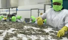 The Economist: креветка из Эквадора стоит вдвое дешевле китайской