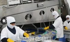 Лидером эквадорского ненефтяного экспорта стала креветка