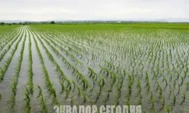 В 2026 году производство кукурузы и риса в Эквадоре упадет ниже среднего уровня