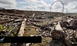 Вспышка Моко в Эквадоре вынуждает фермеров уничтожать плантации бананов