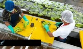 Экспорт Эквадора замедляет рост
