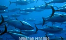 Эквадор обсуждает судьбу тунца в Тихом океане