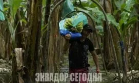 Эквадор подтвердил новый случай грибкового заражения бананов