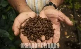 Аромат миллионных прибылей: экспорт эквадорского кофе взлетел на 41%