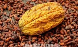 Цены на какао из Эквадора упали более чем на 50% на мировом рынке