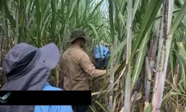 В Эквадоре досрочно остановлена уборка тростника