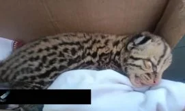 Новорожденный оцелот спасен местными жителями на трассе в провинции Гуаяс