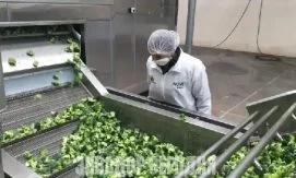 Более половины экспорта Эквадора в США попадает под новый 10-% тариф