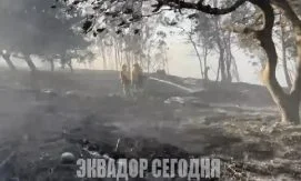 По меньшей мере 112,5 га были уничтожены лесными пожарами в Эквадоре менее чем за 24 часа
