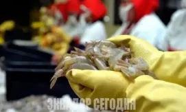 Крупнейший производитель креветок в Эквадоре делает еще один шаг к расширению