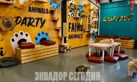 Котокафе в Кито: три лучших заведения для любителей кошек
