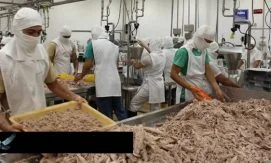 Падение вылова тунца в Эквадоре достигло 42%