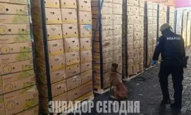 Полиция обнаружила наркотики в 1080 коробках с бананами, которые намеревались доставить...