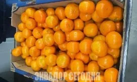 Эквадор вышел на рынок США с первым экспортом мандарина Танго