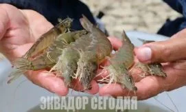Шесть эквадорских экспортеров креветок остаются под санкциями Китая